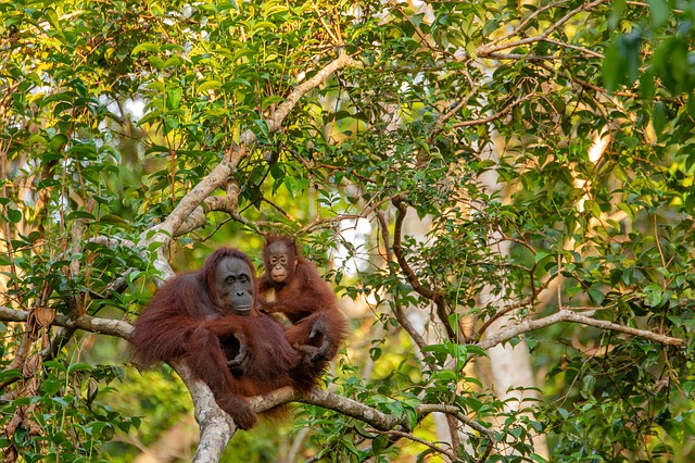 Borneo